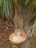 Vertical Squirrel Sculpture Bird Feeder