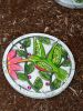 Green Hummingbird Cement Garden Stepping Stone